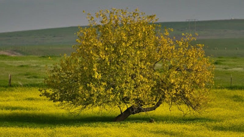 mustard tree
