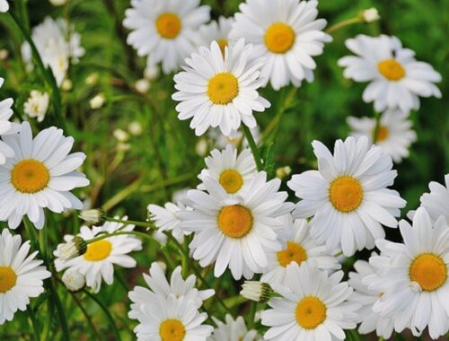 daisy flower meaning