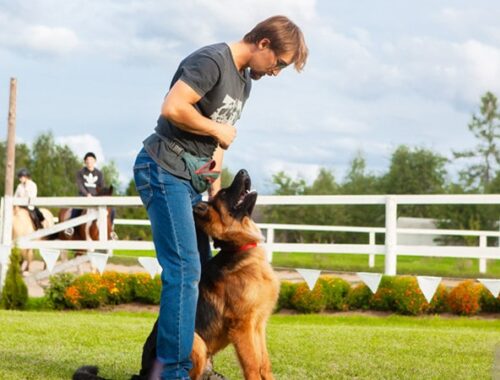 Protection Dog Trainer